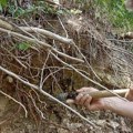 Kada su dinosaurusi šetali Srbijom: Otkriveni prvi ostaci izumrlih gmizavaca kod Pirota