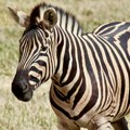 Dve osobe koje su bile zbrinute na VMA nakon što ih je povredila zebra, otpuštene kući