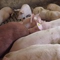 "Srbija vodi specijalni rat svinjskom kugom": Bizarna tvrdnja hrvatskog ministra