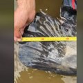 (Video) To se zove trofej! Poljaci „upecali“ svetski rekord Borba trajala više od sat i po vremena, ulovili najvećeg ikad…