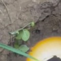 (Video) Pas upao u septičku jamu Drama u Novom Sadu: Vatrogasci odmah krenuli u akciju spasavanja