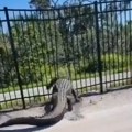 Serija napad krokodila na Floridi, ima mrtvih i povređenih: Izdata hitna upozorenja!