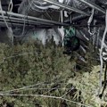 Policija u stanu Beograđanina pronašla 100 zasađenih biljaka marihuane