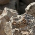 Australijanci traže zlato i bakar u Srbiji pod novim imenom - MinRex postao Northstone Resources, srpske podružnice…
