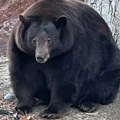 Životinje: Medvedica „Henk tenk" uhvaćena u Kaliforniji posle više od 20 provala u kuće ljudi