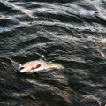 RSV: Pomor ribe u akumulaciji Moravica u Bačkoj Topoli