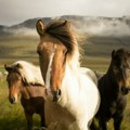 U toku spašavanje životinja sa Krčedinske ade: Visok vodostaj ugrozio život konja