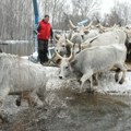 Polovina zarobljenih životinja evakuisana sa Krčedinske ade: Premeštanje konja i goveda nastavlja se i sutra