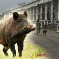 Divlje svinje na dedinju i u knezu: Evo zašto su došle, kako da se ponašate ako ih sretnete i šta nikako ne treba da radite…