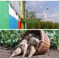 Podsticaji države za ovu godinu Evo koliko dobijaju pčelari po košnici, a za proizvođače šećerne repe novac po hektaru