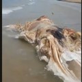 Jezivi nepoznati organizam isplivao na plažu: Globster dug 182 cm prestrašio meštane (video)