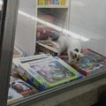 Maca zarobljena u knjižari