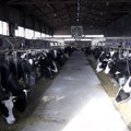 Kako funkcioniše farma krava u selu Lokve