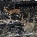 Na iranskom ostrvu stradalo 25 jelena u američko-izraelskom napadu