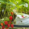 Istraživanje: Većina jagoda u EU sadrži pesticide, iz ove države su izuzetak