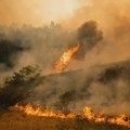 Ptice teško pogođene požarima u Deliblatskoj peščari: Ključno kako će taj prostor biti opet pošumljen