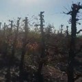 Za 15 minuta nestalo 20 godina rada: Stevi Ćurčiću u Grgurevcima izgorelo 1.800 stabala jabuke