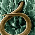 Reanimiran crv koji je 45.000 godina bio između života i smrti