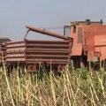 Ekonomski rat Rusije i Zapada ne štedi ni srpske poljoprivrednike – otkupna cena suncokreta prepolovljena