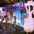 U Brazilu otkrivena nova vrsta dinosaurusa