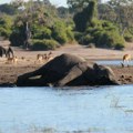 U Zimbabveu je zbog suše za pet meseci uginulo najmanje 160 slonova, a strahuje se da to nije konačna brojka