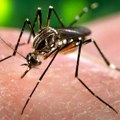 Na Jadranu napadaju ogromni komarci, stručnjak sumnja u atipičnu vrstu: "Ne zuje, a ostavljaju bolne plikove"