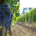 Manji rod grožđa u ovoj godini za oko 30 do 40 odsto: Vinogradari brinu