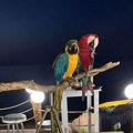 Vlasnik hotela u Pefkohoriju kažnjen sa 20.000 evra zbog iskorišćavanja papagaja: Naplaćivao 10 evra po fotografiji