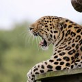 Gosti u šoku: Leopard ušetao u hotel i legao ispred sobe – mislili su da je „mala maca” dok nije zarežao!