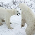 Istraživači Norveškog polarnog instituta: Polarni medvedi na Svalbardu se goje uprkos gubitku morskog leda