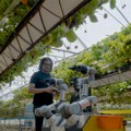 Revolucija u poljoprivredi: britanski roboti beru, mere i pakuju voće