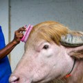 Plavokosi albino bivo koga su nazvali Donald Tramp postao zvezda u Bangladešu