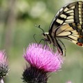 Da li leptiri žive samo 24 sata?