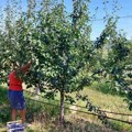Nijednu gajbicu nisam napunio, ovo je propast: Ispovest Dragana iz Rumske kojem je sav posao UNIŠTEN za 1 sat!