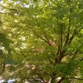 Sunčano, temperatura do 33 stepena – počinje prvi letnji toplotni talas