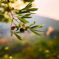 U Švajcarskoj niču plantaže maslina