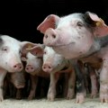 Afrička kuga svinja stigla u Vojvodinu – Subotica na oprezu