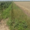 Lokalne samouprave dužne da preduzmu hitne aktivnosti protiv ambrozije