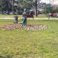 U susret proleću: Uređuju se cvetne leje u centru Požarevca