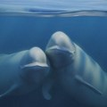 Beluga kitovi kao slonovi i majmuni vole ogledala