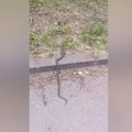 Novi Sad: Kako toplo vreme utiče na pojavu zmija u gradu