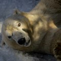 Novčana kazna zbog buđenja polarnog medveda u Norveškoj