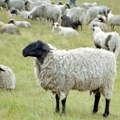 Stavili zaraženo meso u zamrzivač, pa ga otkravili i jeli Troje ljudi i stada krava i ovaca zaraženi antraksom u bugarskom selu…