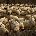 Tragične posledice nevremena: Grom ubio devet ovaca