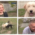 Porodica Ilić i njihova vesela družina: Napustili su grad i preselili se na selo kako bi mogli da žive sa svojih 30 pasa