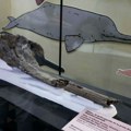 У Перуу пронађен фосил речног делфина стар 16 милиона година