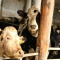 Četiri radnika zaražena ptičijim gripom: Haos na stočnim farmama: Virus prenele krave muzare