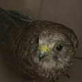 (Foto, video): Beograđanka na pauzi na poslu ugledala povređenu životinju, kada je saznala o čemu se radi, ostala je u šoku…