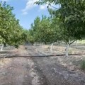 Gde god nađeš zgodno mesto, tu orah posadi! Za 4 godine se vraća uloženi novac, a zrada kaplje još 30 godina