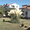 U Obrenovcu nema dvorišta koje nema ovaj ukras! Domaćice ga prosto obožavaju u bašti, ima ga i u roze boji! (video)
